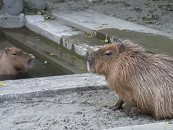 03_capybara.jpg