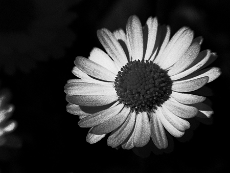 03_flower.jpg