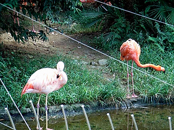 04_flamingo.jpg
