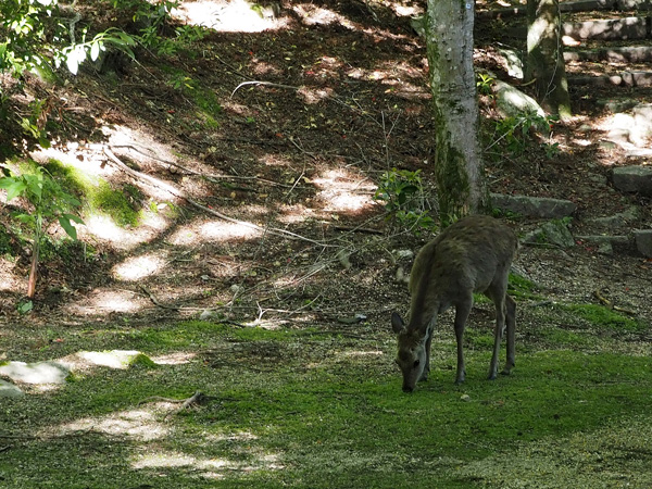 05_deer.jpg