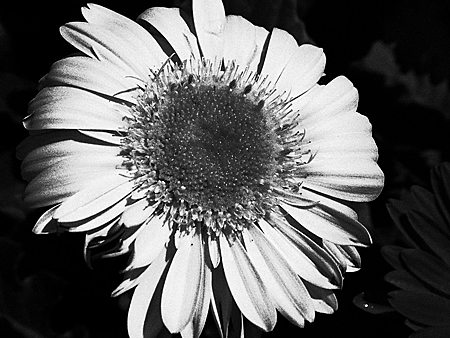 05_flower.jpg