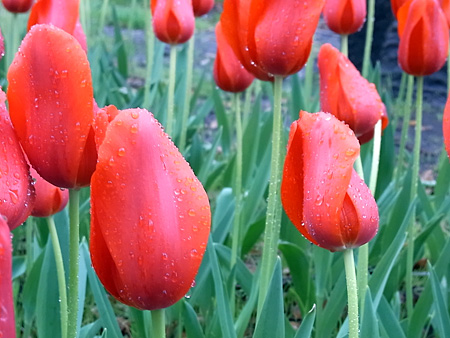 05_tulip.jpg
