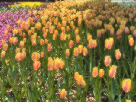 06_tulip.jpg