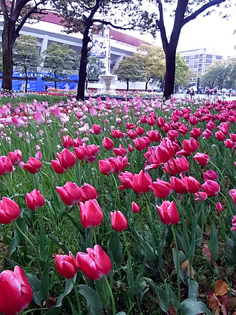 07_tulip.jpg