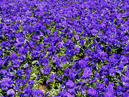 08_purple.jpg
