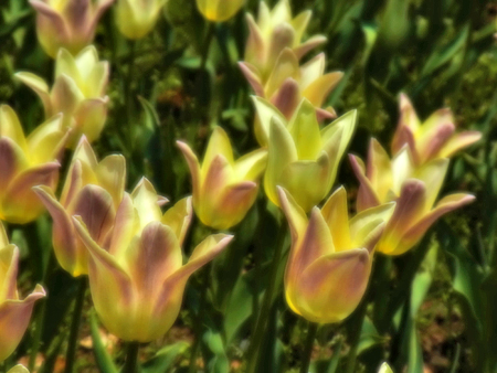 08_tulip.jpg