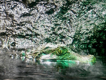 09_alligator.jpg