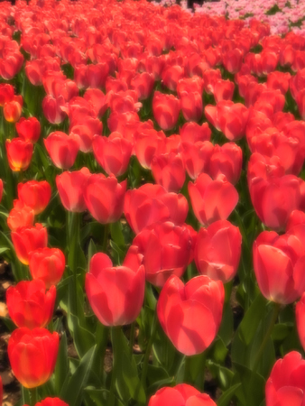 09_tulip.jpg