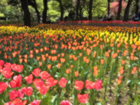 10_tulip.jpg