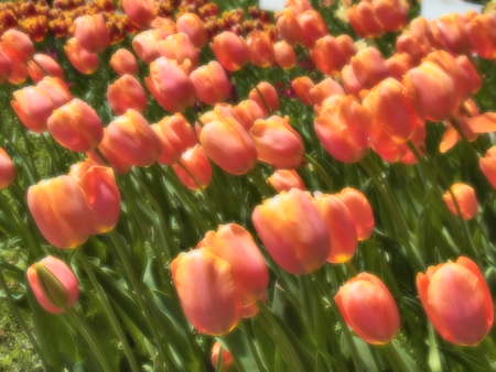 11_tulip.jpg