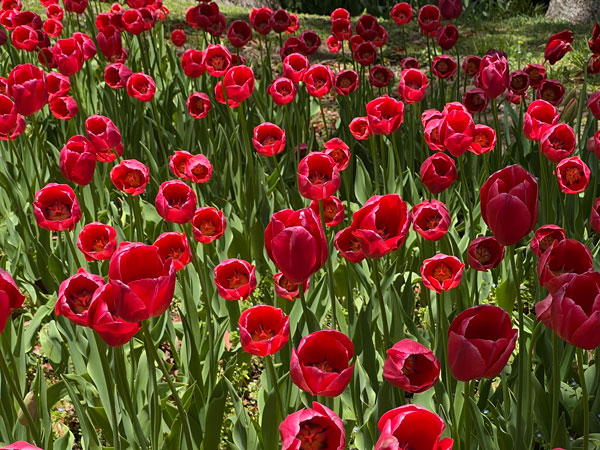 12_tulip.jpg