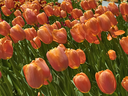 13_tulip.jpg