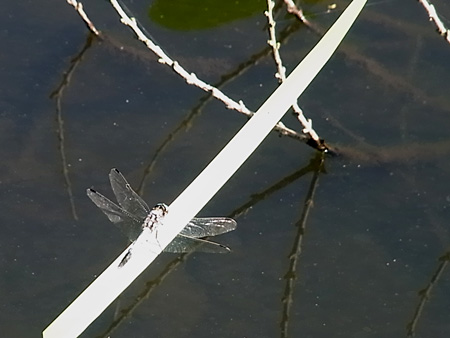 16_dragonfly.jpg