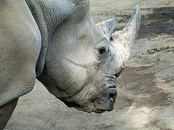 19_rhinoceros.jpg