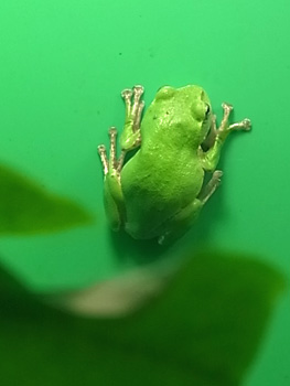 29_frog.jpg